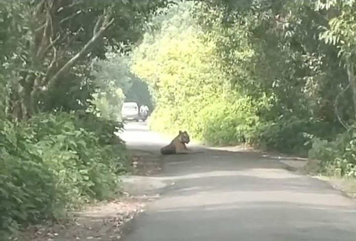 Tiger sitting on Kukra-Bhira forest road, traffic jam