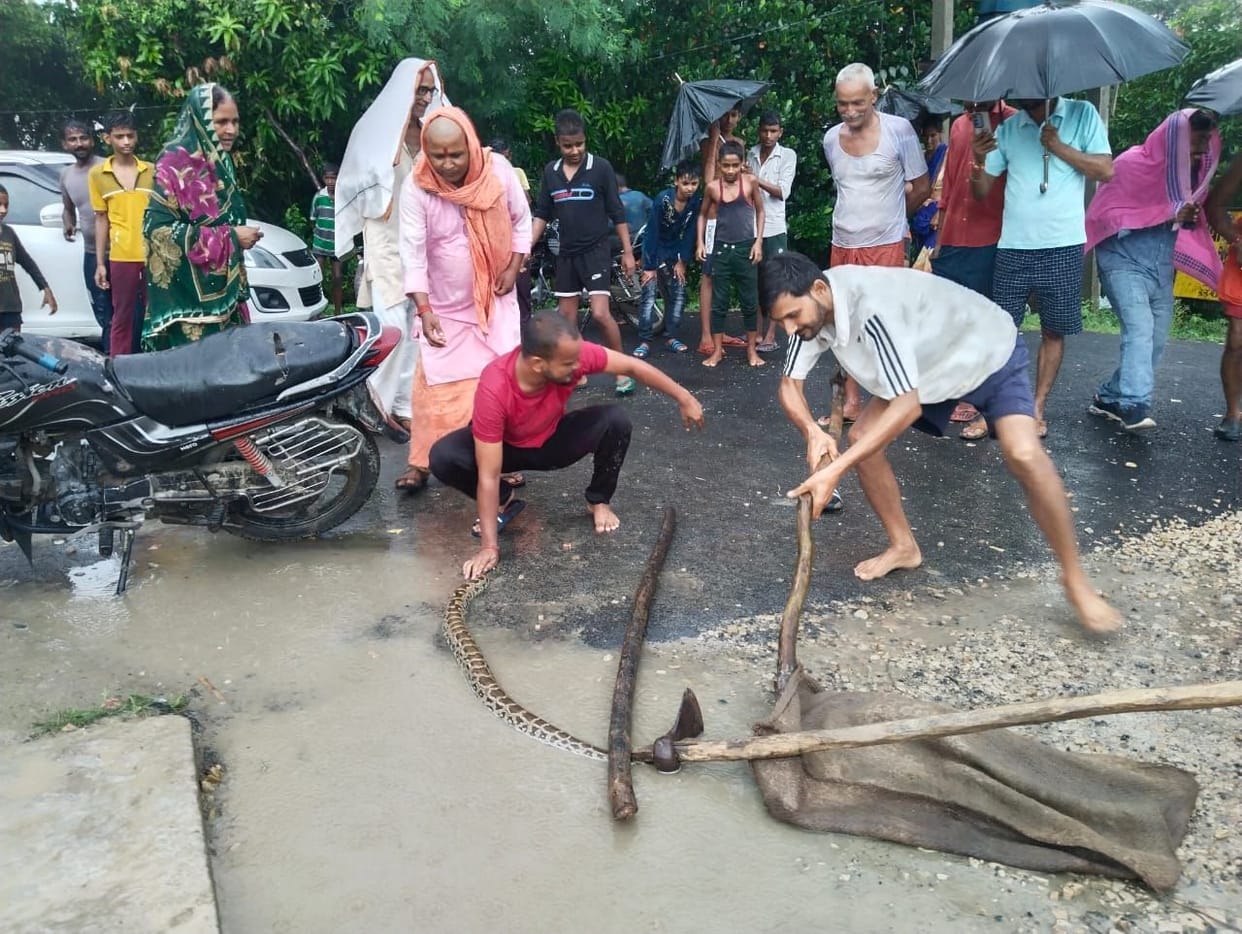 Villagers caught python in Lohangpur