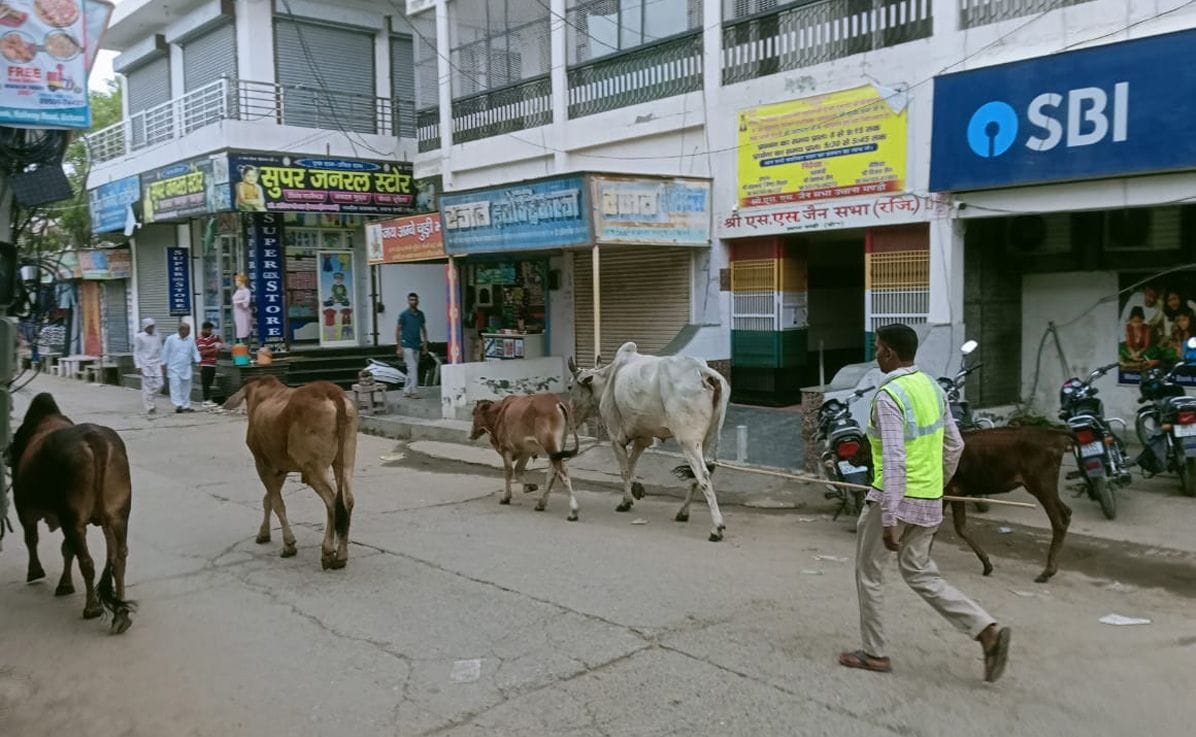 NAPA will catch destitute animals every Saturday and Sunday, campaign started