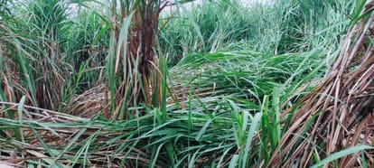 Weather became pleasant due to heavy rain, relief from heat