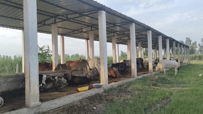 Khaikheda's cow shelter is running in a tin shed, there is no boundary wall.