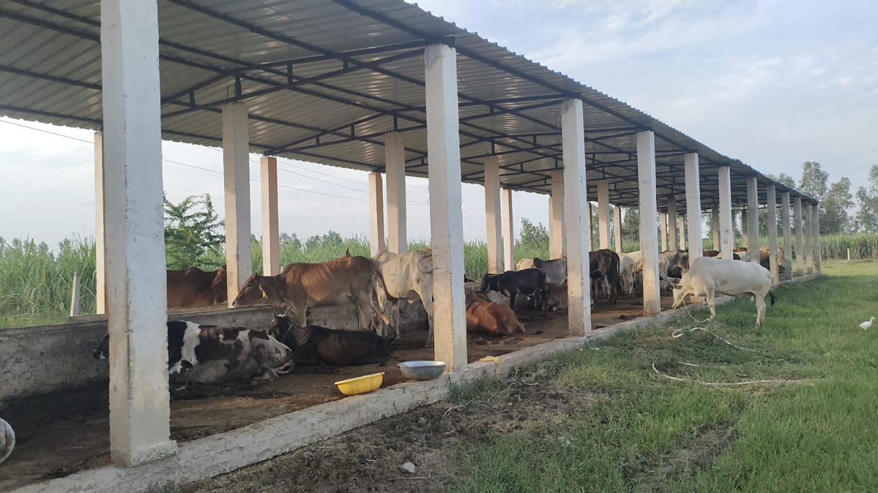 Khaikheda's cow shelter is running in a tin shed, there is no boundary wall.