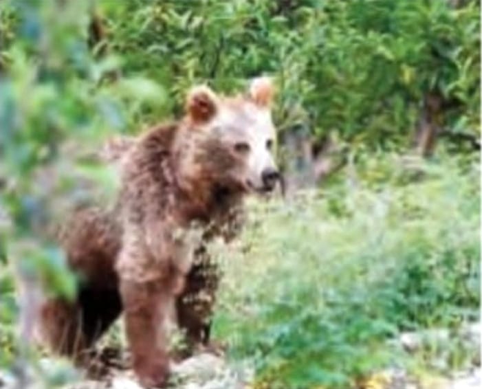Bears damaging apple crops in lahaul spiti