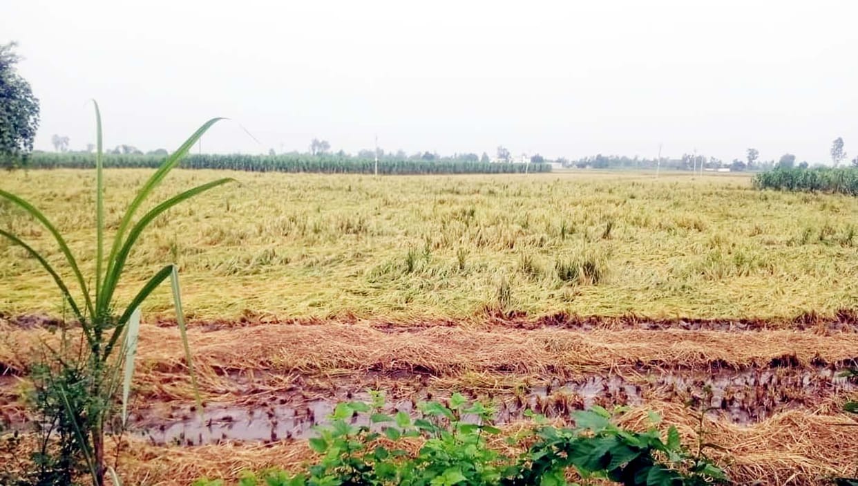 Paddy harvesting halted due to rain, sowing of potatoes will be delayed