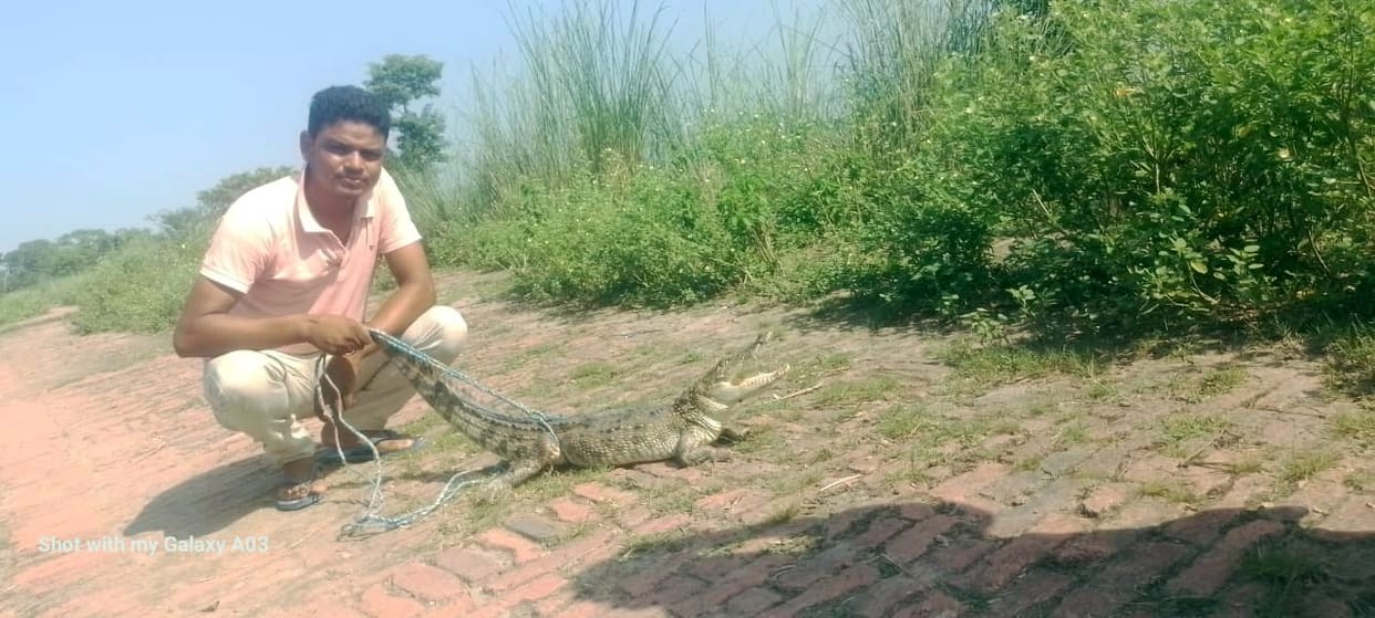 The baby python and crocodile were caught and released into the river.
