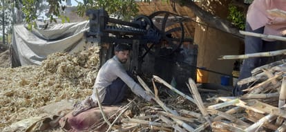 कोल्हू में गुड़ बनाता किसान।