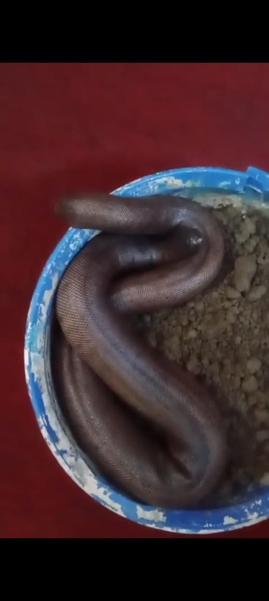 STF caught four criminals smuggling wild animals