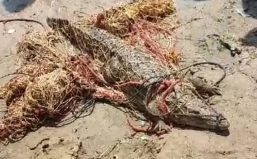 Four foot crocodile caught from Dabkhedi lake
