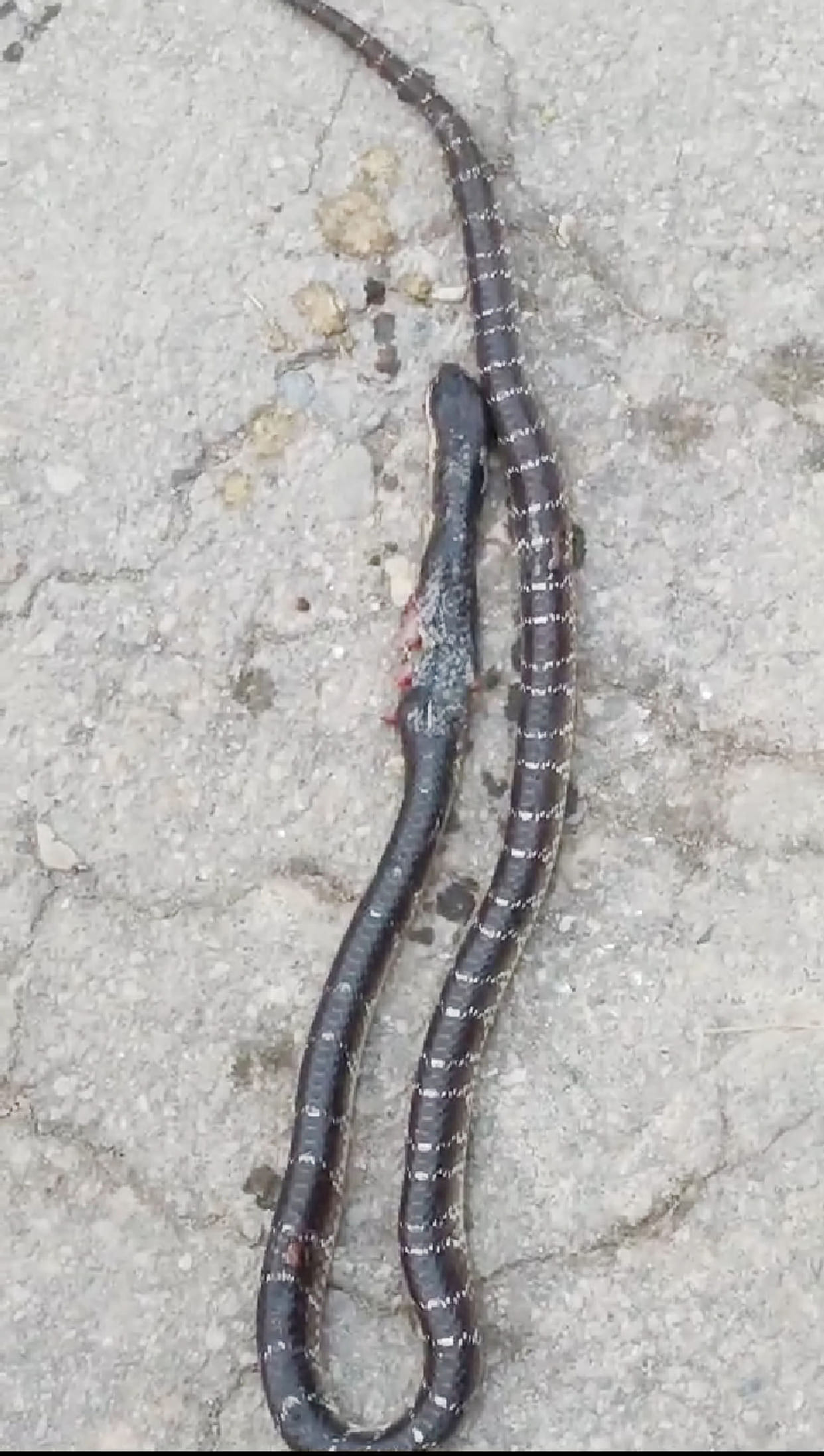 Another common krait snake found from Kayan and Avin's house in Berthala village