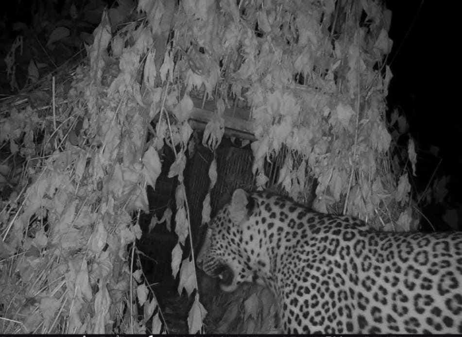 Leopard killed two goats in Chaumel Lunghar