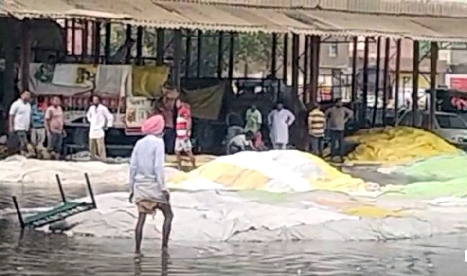 Farmers' produce soaked in market due to rain, 700 quintals of Cotton and 1200 quintals of Guar lost