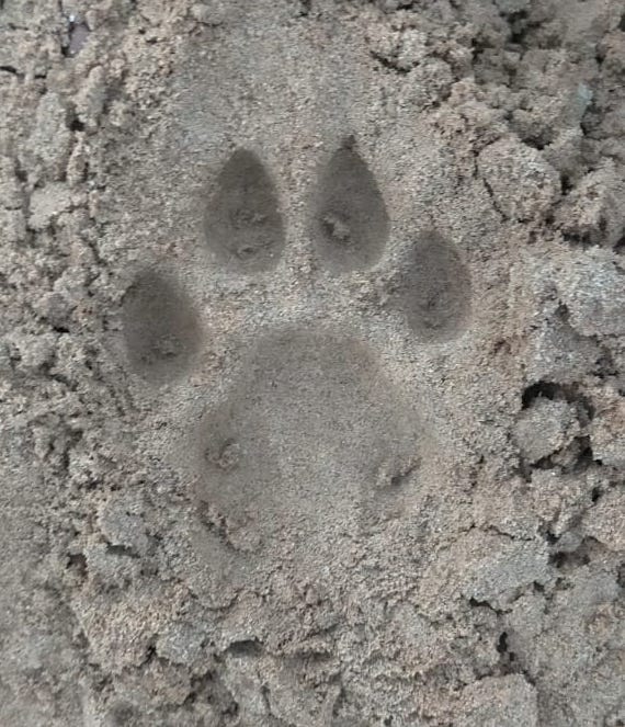 Guldar seen on Gurudwara road, panic among villagers