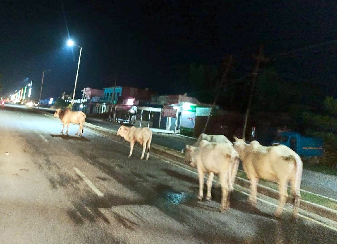 Animals left on the road...people losing their lives in accidents