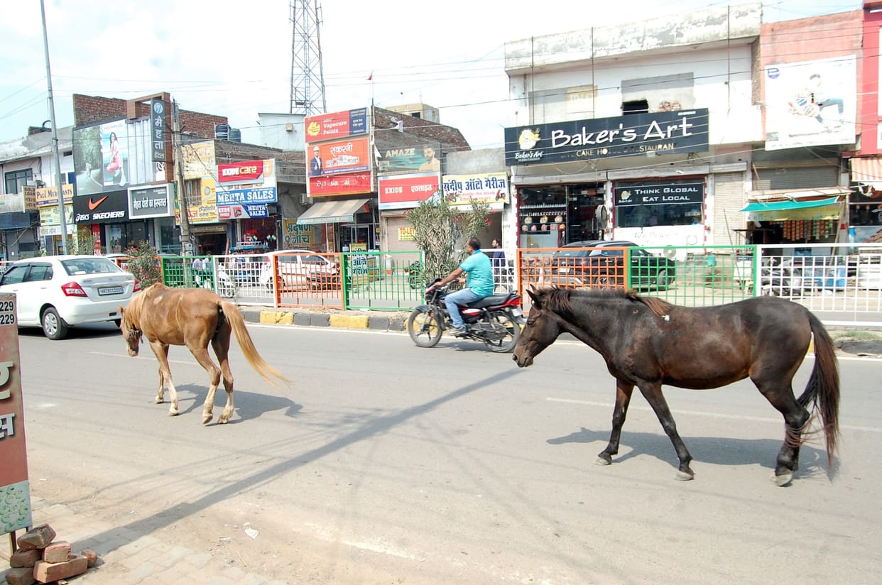 After cows and bulls, now there is abundance of horses on the city streets