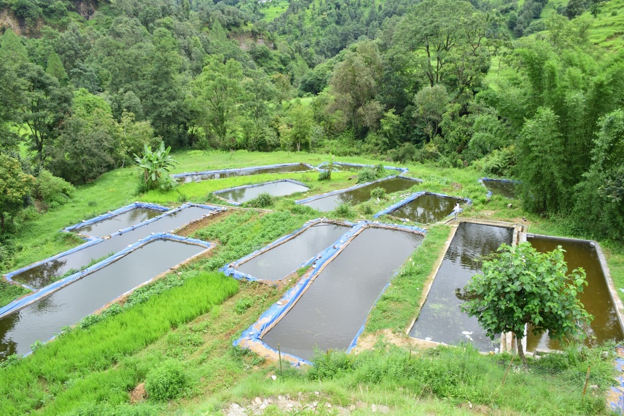 Now ponds will be given for 10 years for fish production Uttarakhand News in hindi