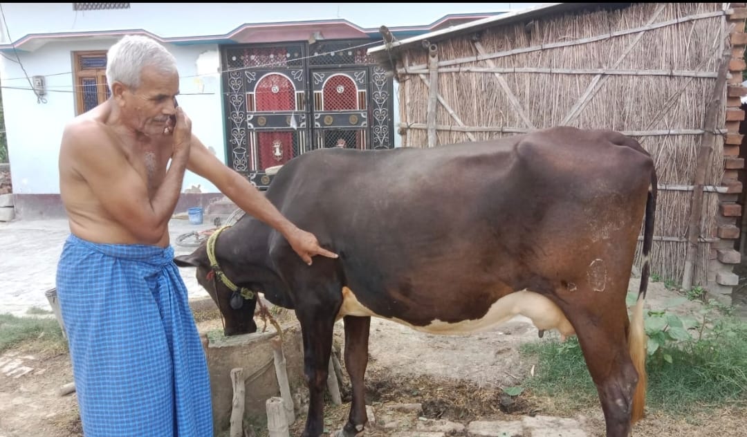 141 cattle in Kushinagar affected by Lumpi, borders sealed