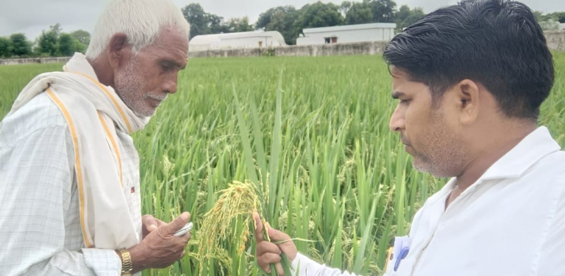 Paddy crop in the grip of Agia disease