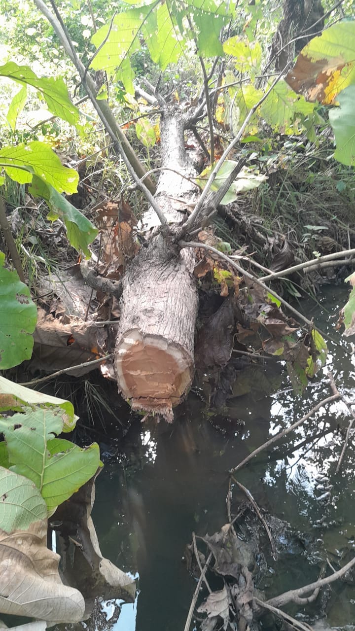 Four trees were cut down in Bankata forest of Khutar