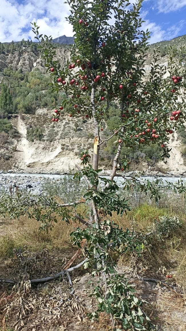 Bears damage apple trees in lahul spiti