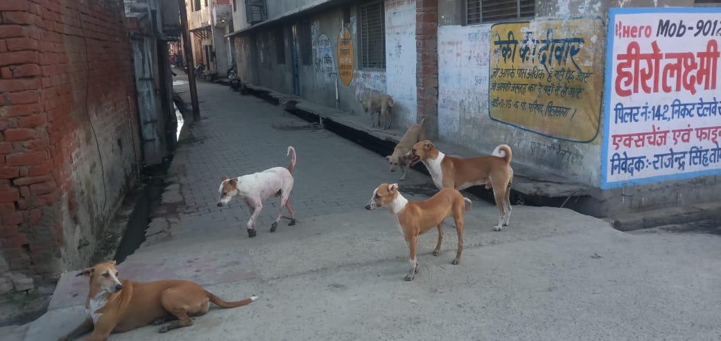 319 people got anti rabies vaccine in six days