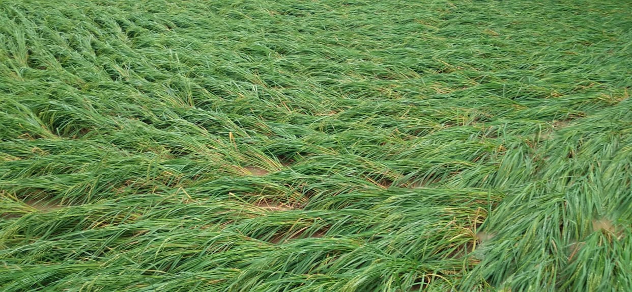 Heavy rain and hailstorm in Ellenabad area, damage to crops in 10 thousand acres