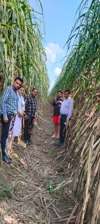 Farmers should do co-cropping with sugarcane for good income