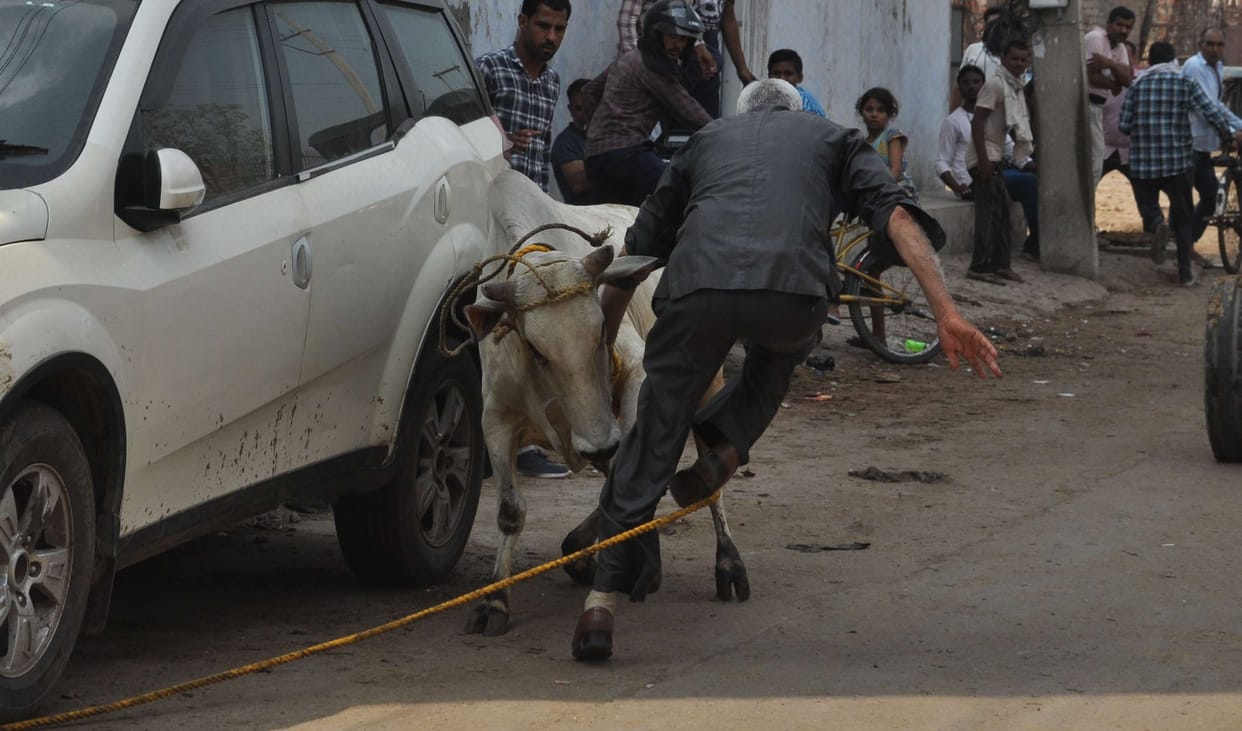 Maha campaign: 53 cows caught in 6 and a half hours on the first day, an illegal animal enclosure broken