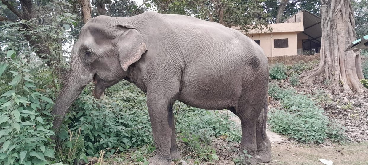 Corbett National Park: Gomati, Kennedy and Aris will retire
