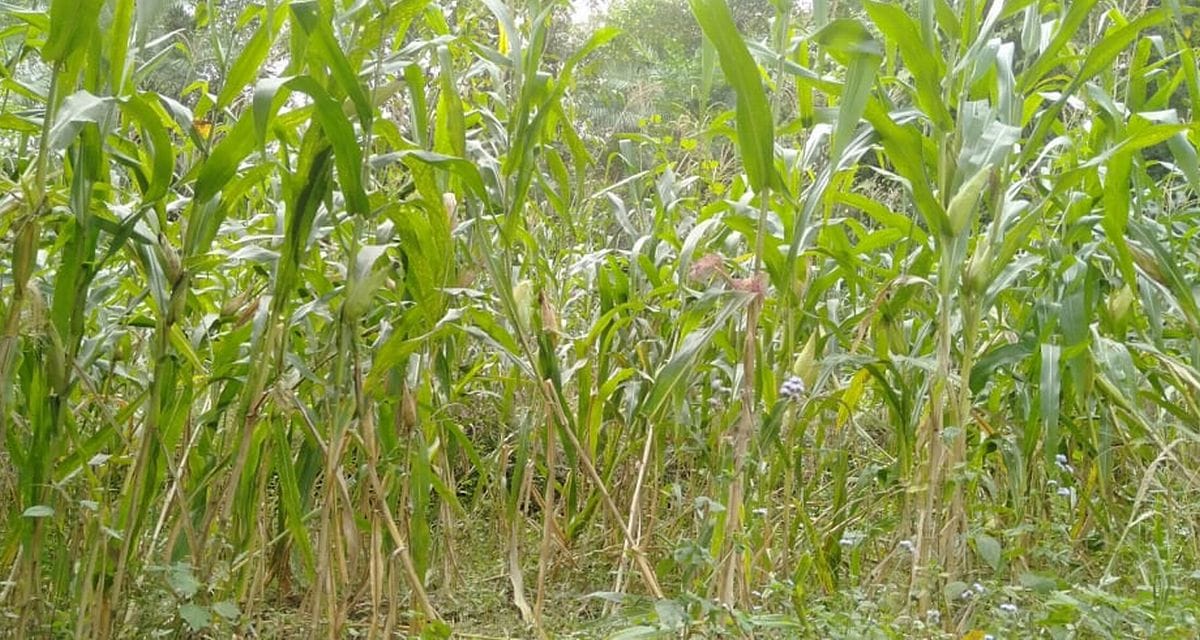Hybrid seeds were planted, when the crop grew, grains disappeared from the corn.