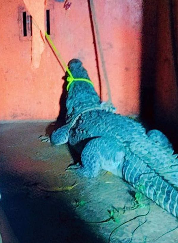 Crocodile entered the house