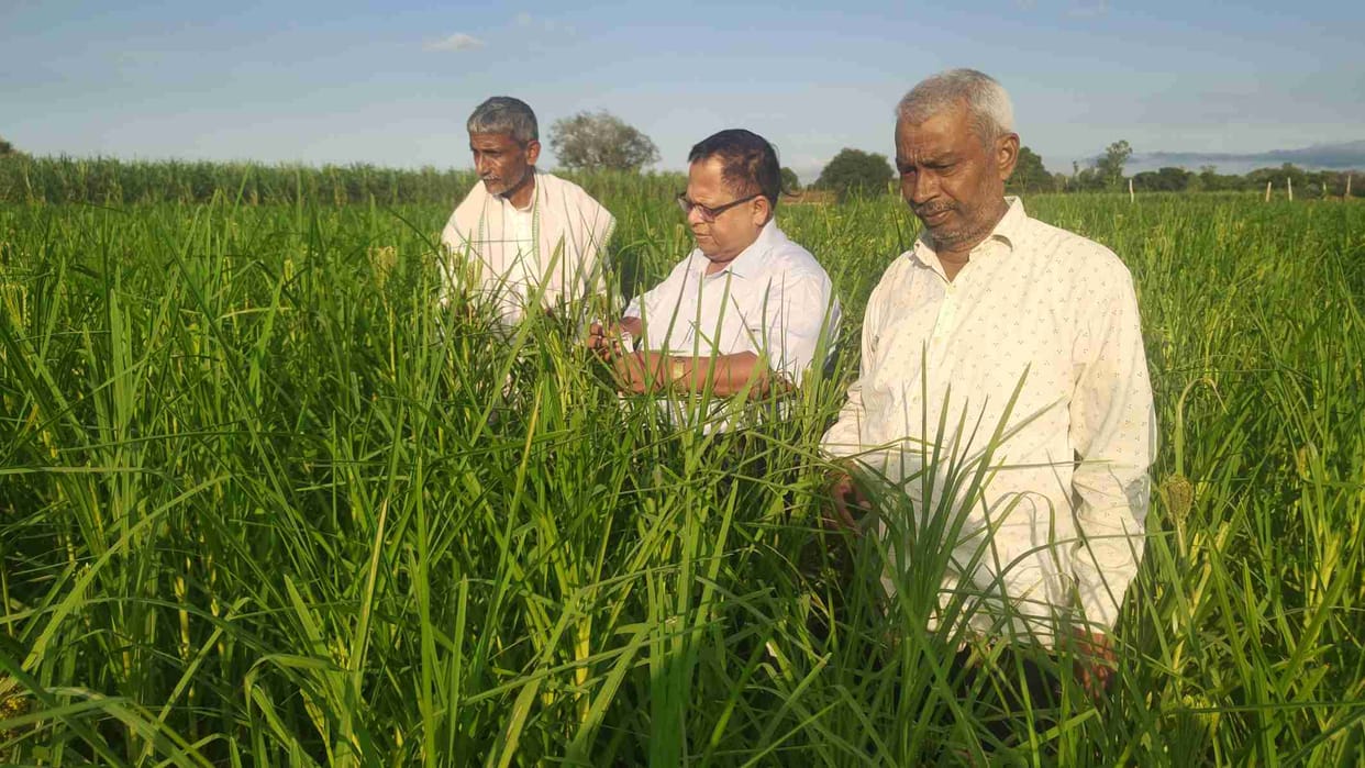 milets agriculture crop