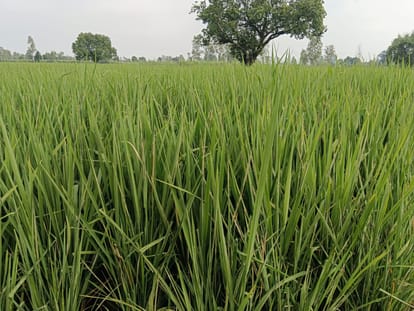 Leaf wrapped grub found in ripe paddy crop