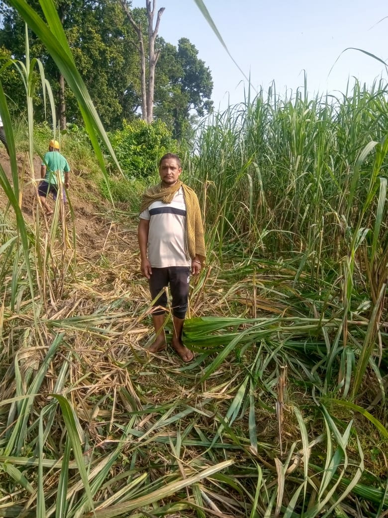 Elephants destroy crops in fields adjacent to populated areas
