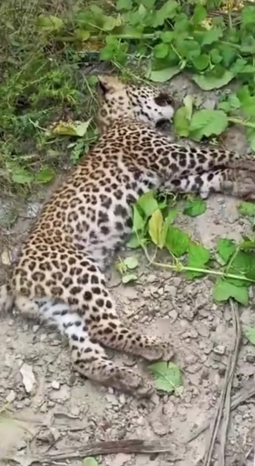 Dead body of Guldar's cub found on the side of the National Highway