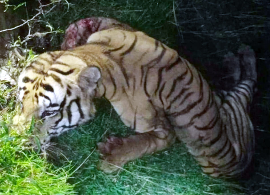 Dead bodies of tiger and leopard found in Nepal