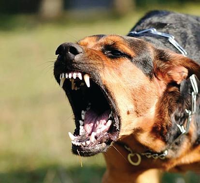 Hathras News: पड़ोसी ने वृद्धा पर छोड़ा पालतू कुत्ता, महिला घायल Neighbor left pet dog on old lady