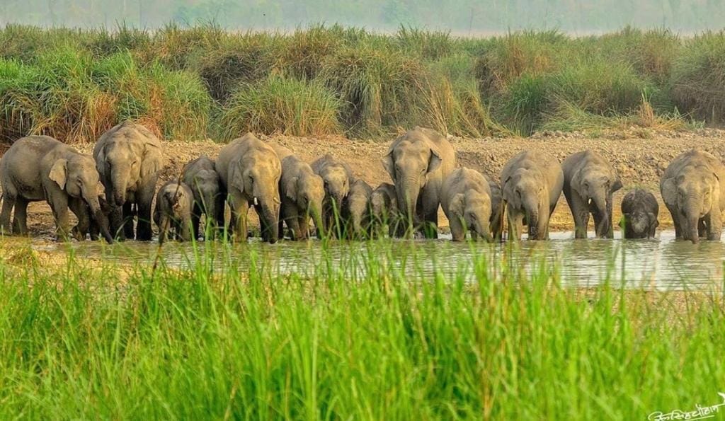 Rs 13.37 crore approved for tiger and elephant conservation in Dudhwa