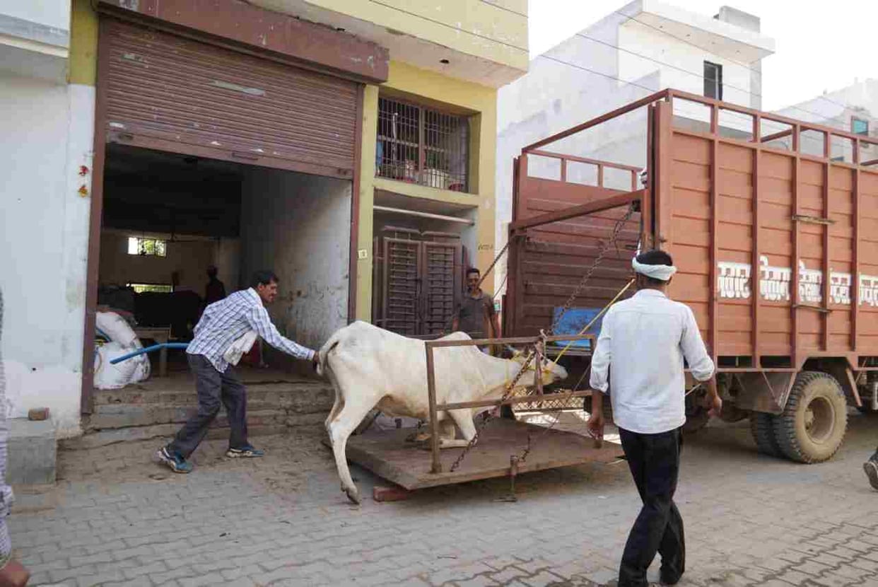 The team found the illegal cattle shed of Gurmel empty and caught 38 cows roaming in the open.