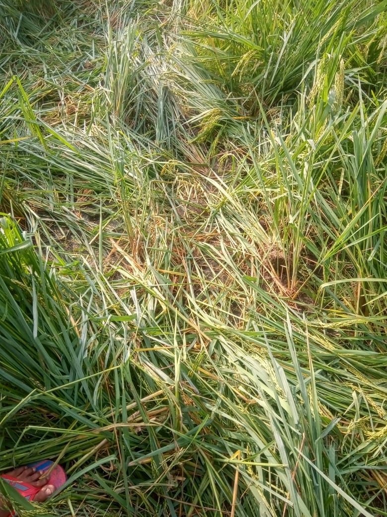 Elephants again raided the fields adjacent to Sohanra Bhud population