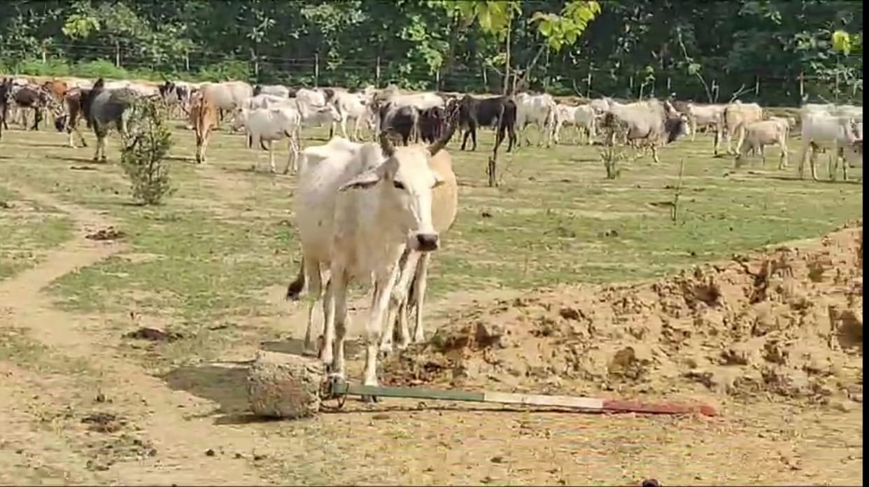 Muzaffarnagar: A bull trampled a woman to death, Shahroon had become a mother 12 days ago