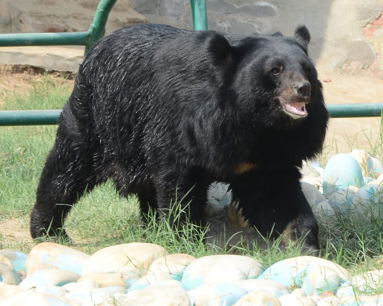 From today, visitors will be able to see the wild animals in the mini zoo for free throughout the week