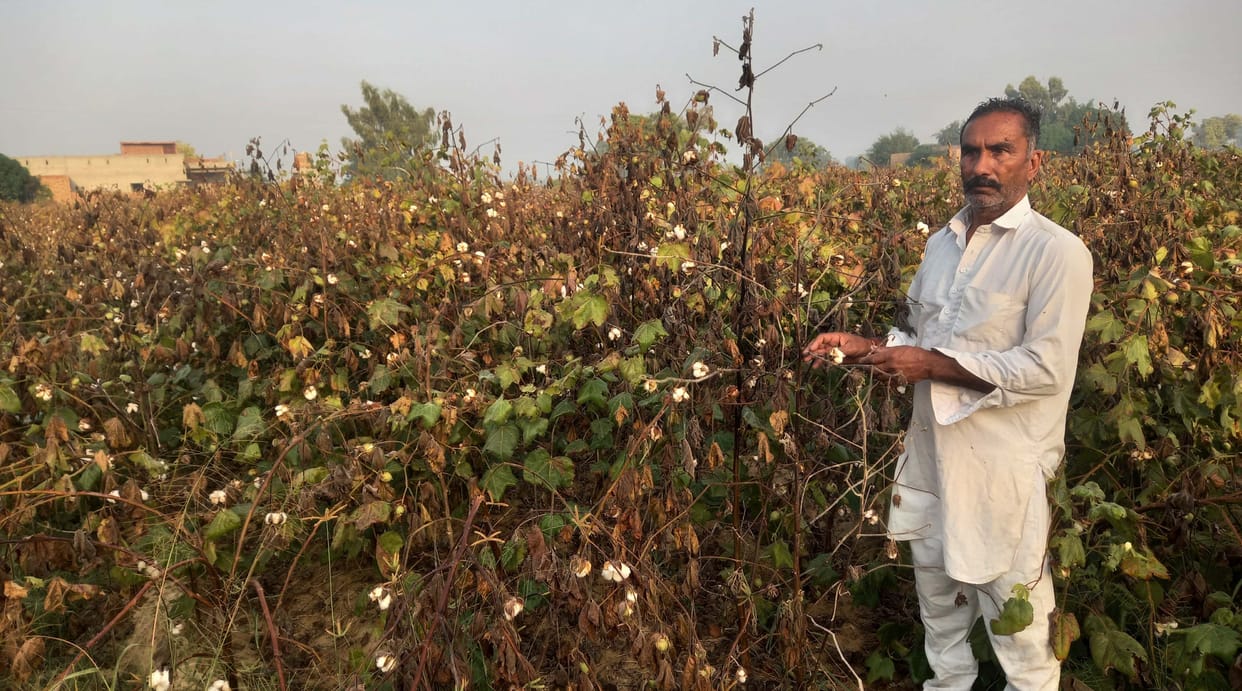 Pink caterpillar spoils the wishes of farmers, 70 percent decline in the yield of Narma.