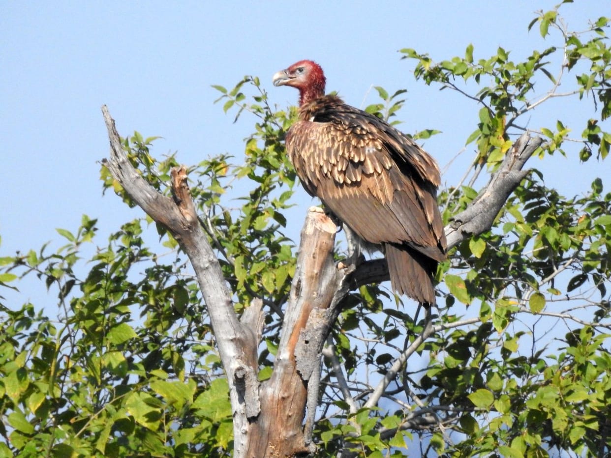Efforts to preserve nesting areas of endangered vultures