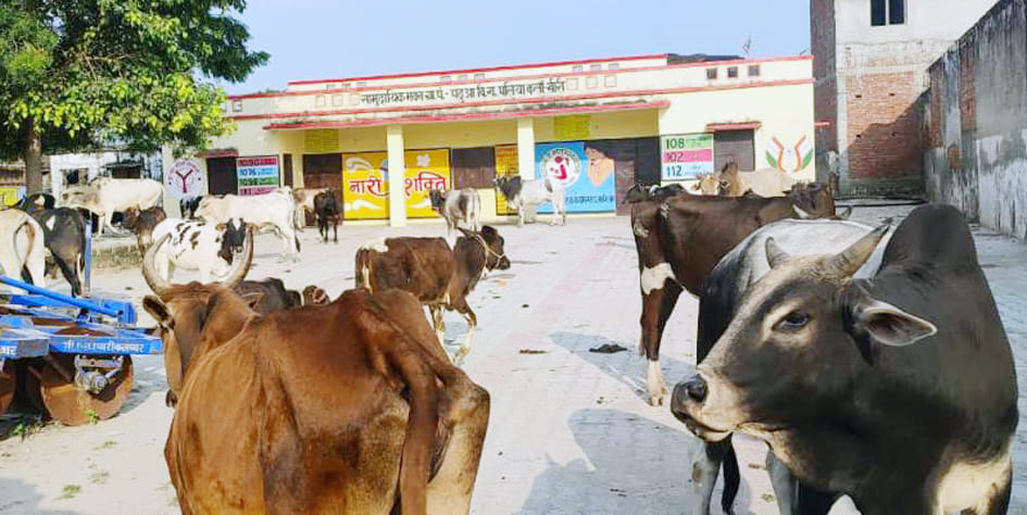 Stray cows were stopped in the Panchayat Bhawan of Padhuwa.