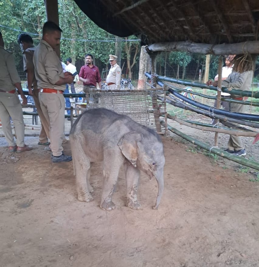 Team taking care of the baby elephant separated from the herd