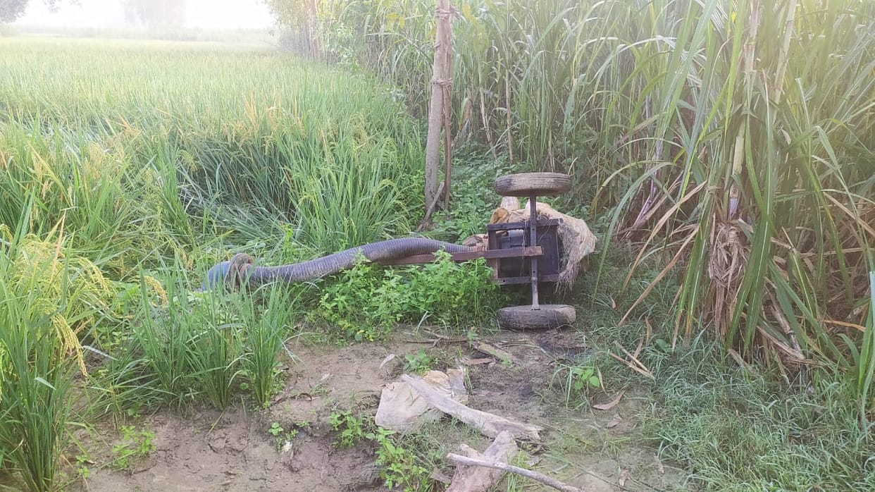 Elephants again reached the fields and trampled the paddy and sugarcane crops.