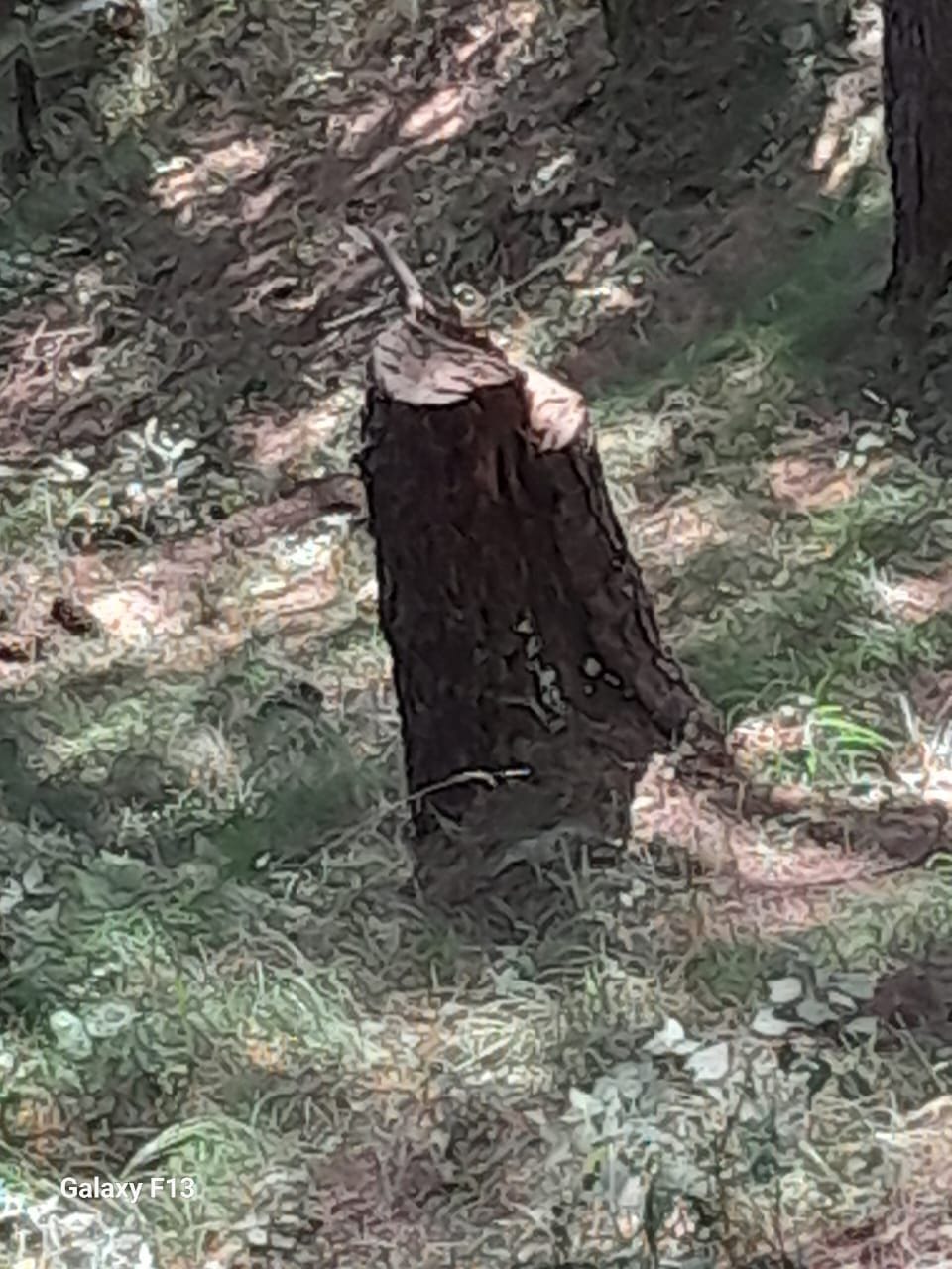 Case against four people including Pradhan for cutting five Tosh trees