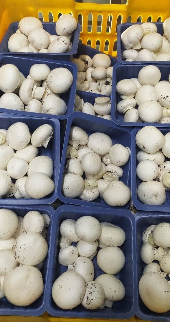 Beena created a path to progress by growing mushrooms.