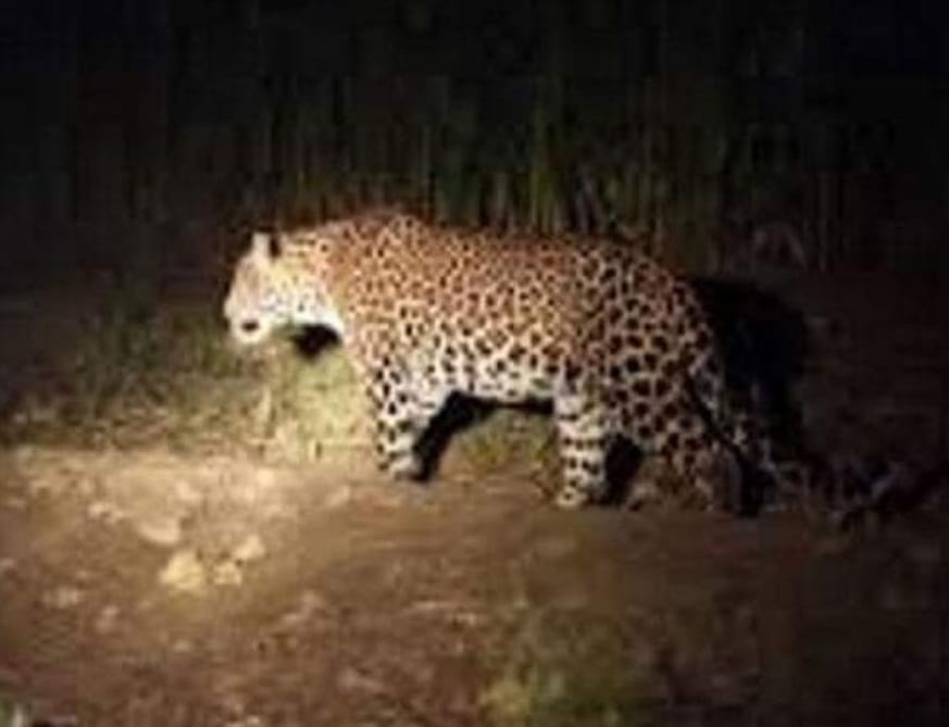 Leopard kills cow in Saharanpur and panic among villagers