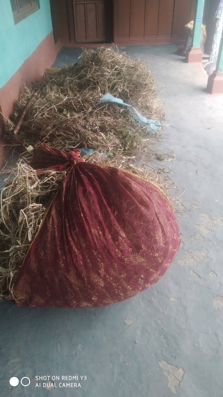Rajmah, Kuli and Maash dal crop ready